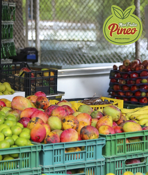 Maxifrutas Pineo - Image 4