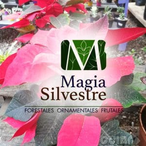 Vivero Magia Silvestre. En Urabá