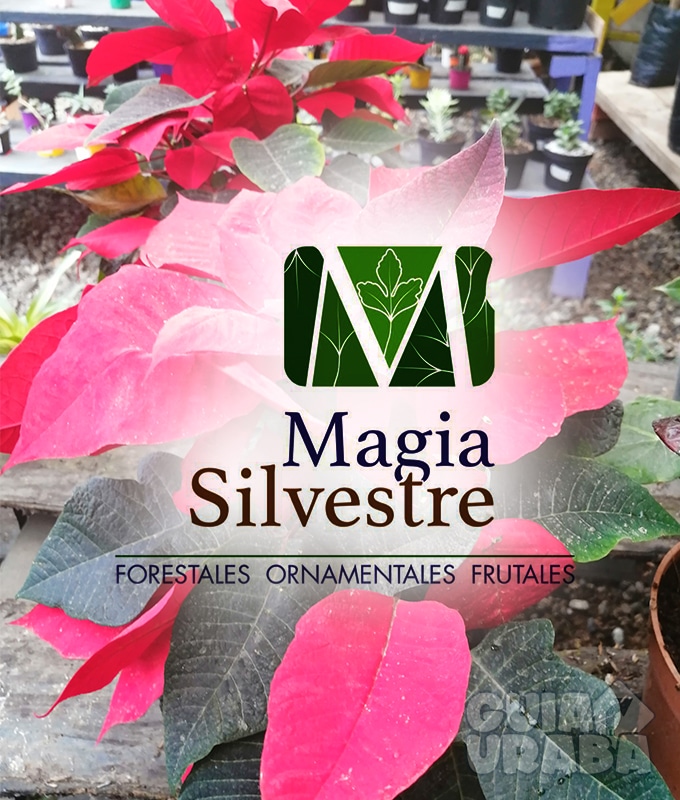 Vivero Magia Silvestre. En Urabá