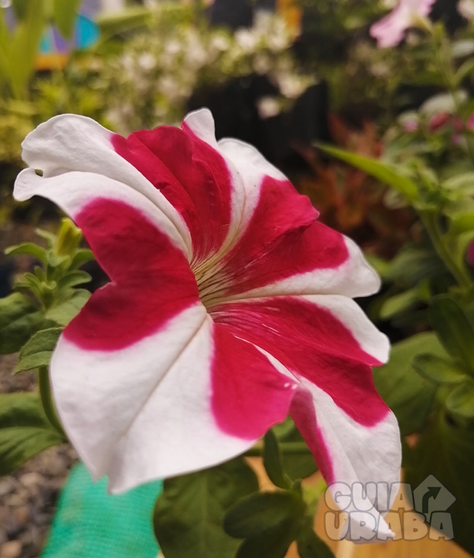 Vivero Magia Silvestre. En Urabá