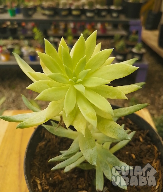 Vivero Magia Silvestre. En Urabá