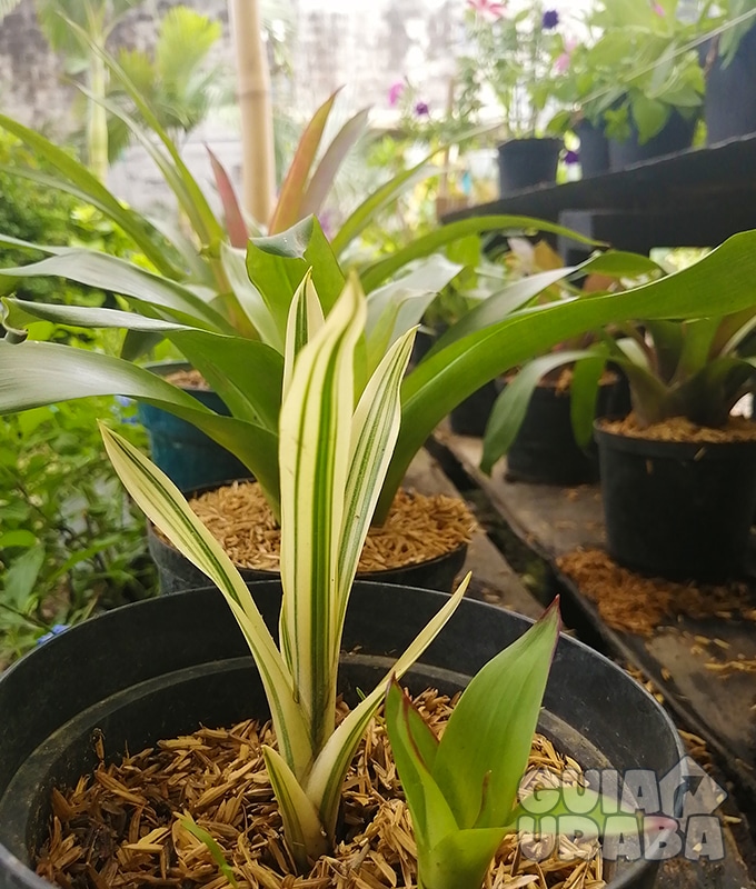 Vivero Magia Silvestre. En Urabá