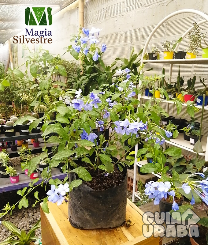 Vivero Magia Silvestre. En Urabá