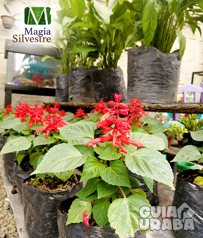 Vivero Magia Silvestre - Image 8