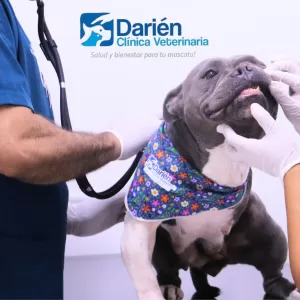 Clínica Veterinaria Darien en Apartadó