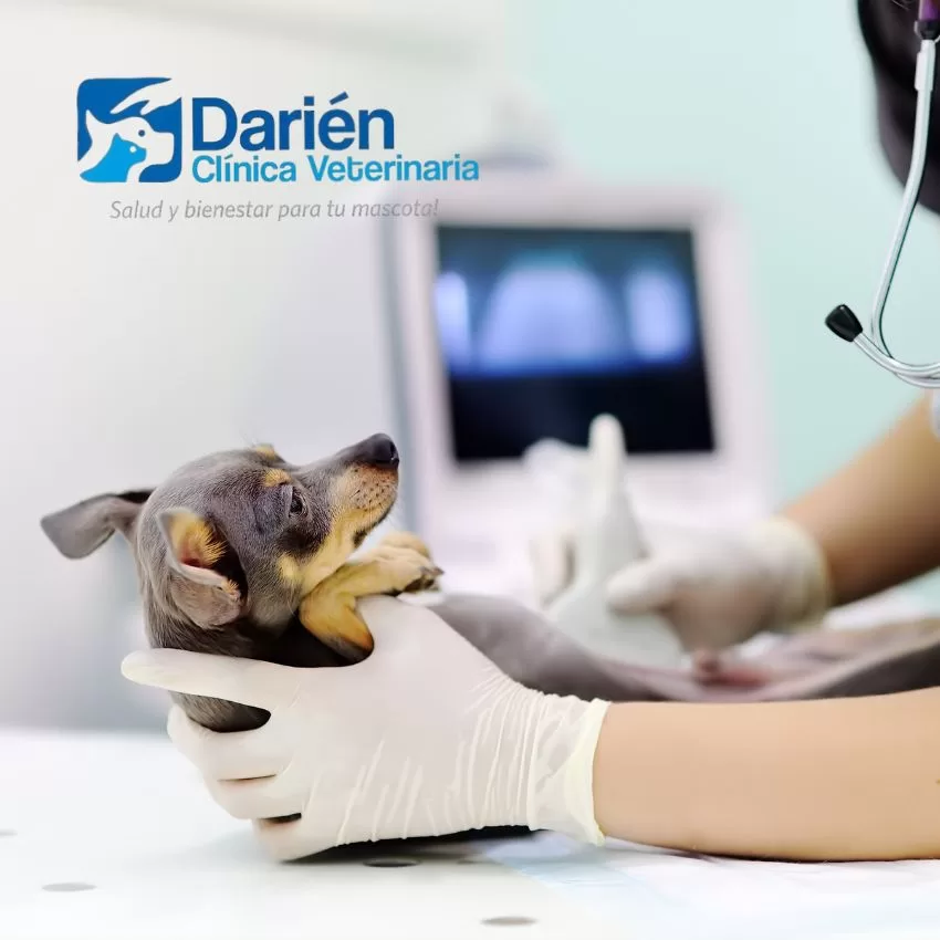 Clínica Veterinaria Darien en Apartadó